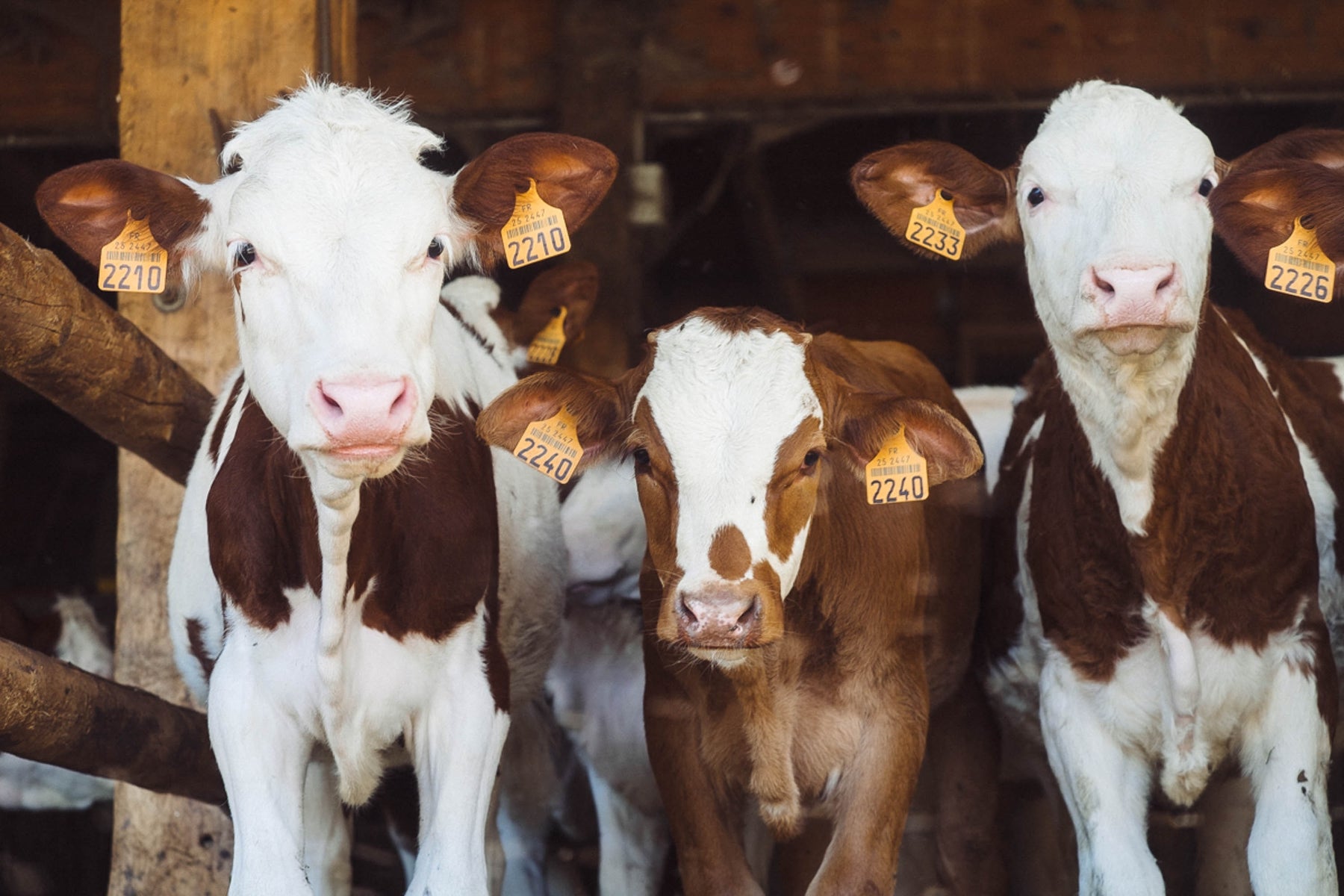 Agricultural Feed Selection In Store