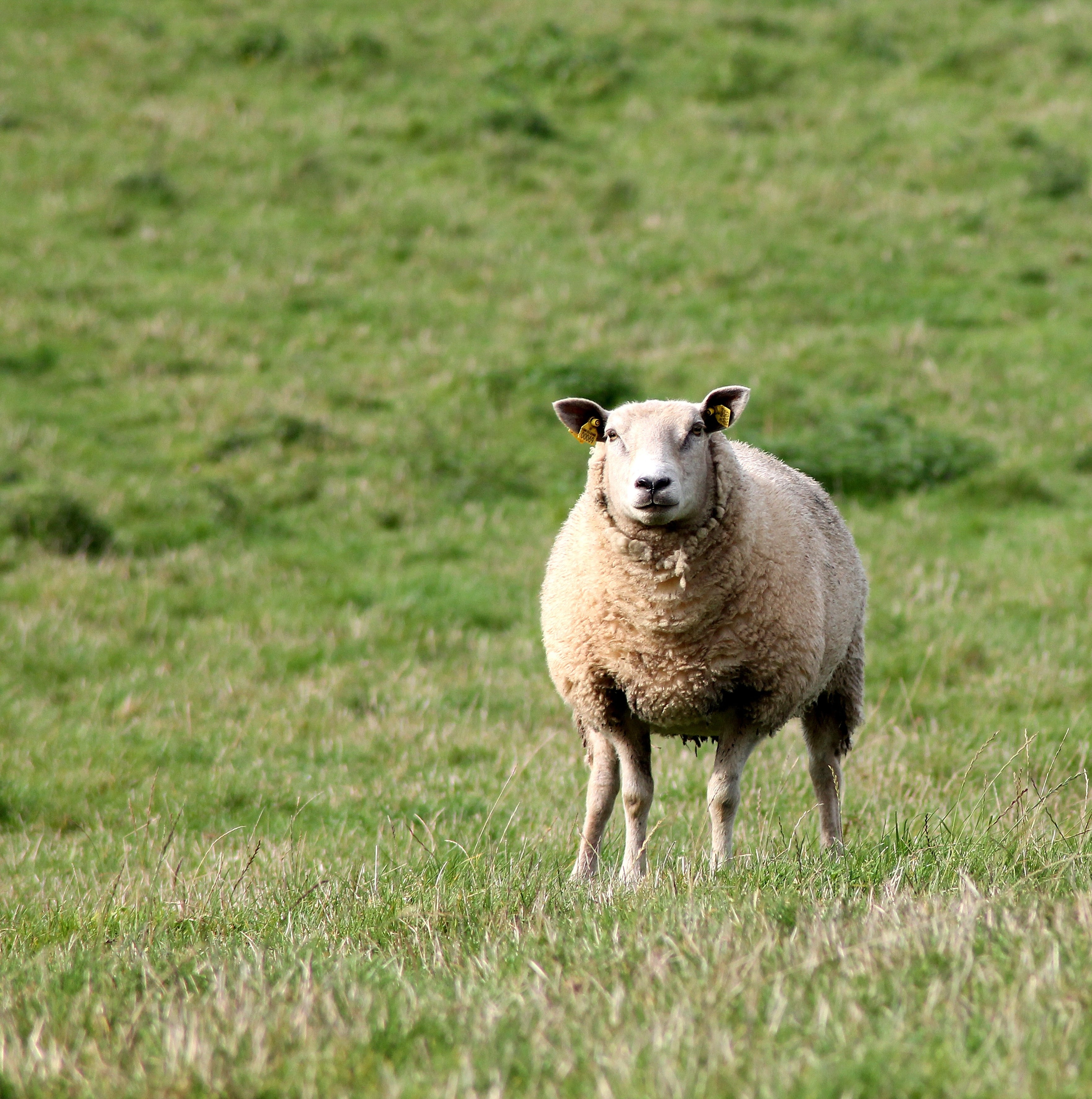 Fly Strike In Sheep & How To Avoid It — Welland Valley Feeds Ltd