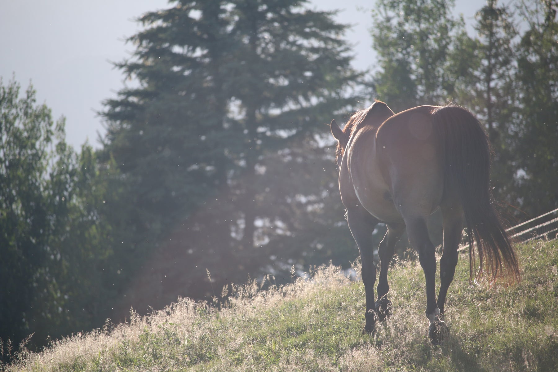 Horse Spring Paddock Care Tips 2023