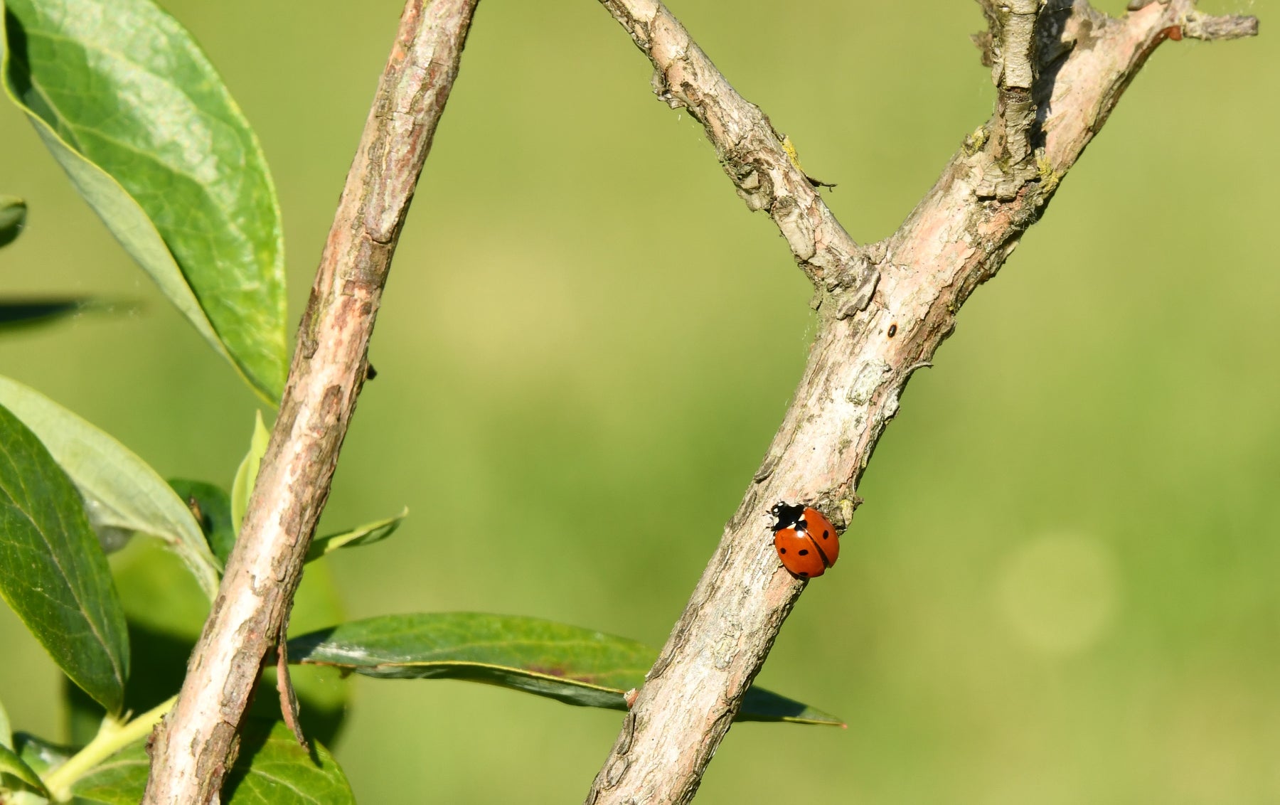 Beautiful Bugs