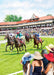 Country Cards Horse Racing Card