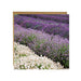 Alex Sharpe Lavender Field Card