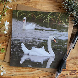 Alex Sharpe Swans On Lake Card