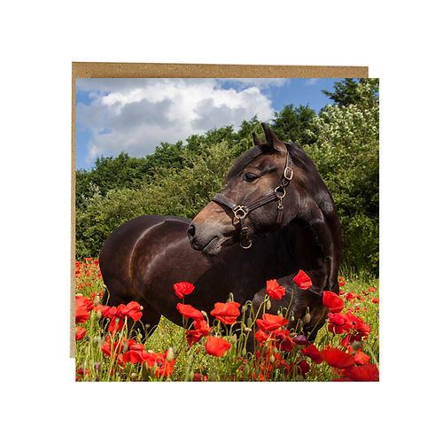 Alex Sharpe Horse In Poppy Field Card