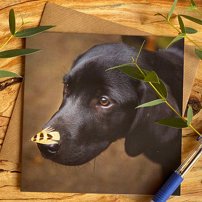 Alex Sharpe Black Lab Pup Card