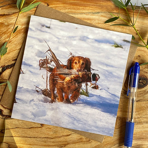 Alex Sharpe Spaniel In Snow Card