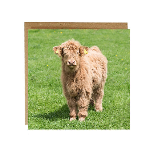 Alex Sharpe Baby Highland Cow Card