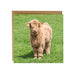 Alex Sharpe Baby Highland Cow Card