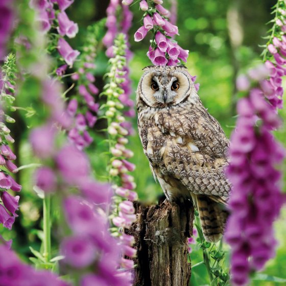 BBC Springwatch Long-eared Owl Card