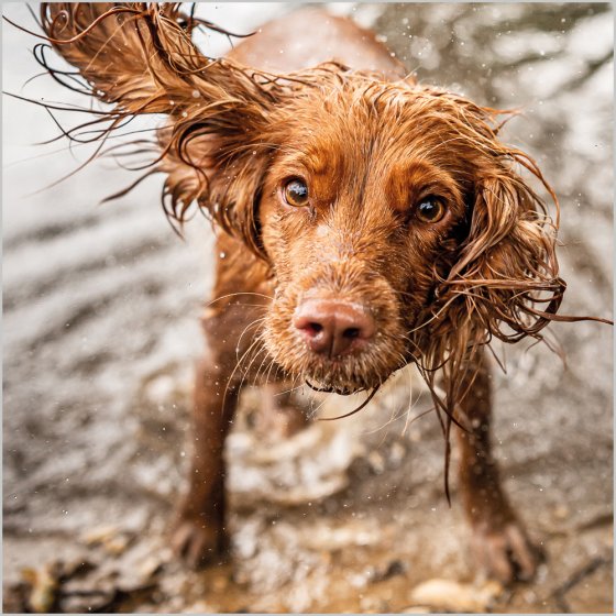 Working Cocker Spaniel Card