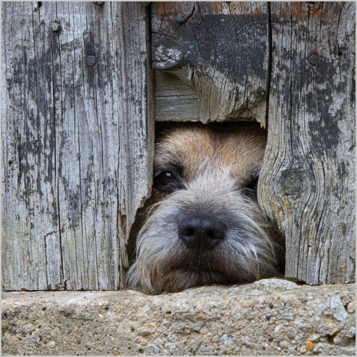 Abacus Border Terrier Card