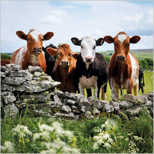 BBC Countryfile Cows, Foolow, Derbyshire Card