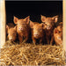 Tamworth Piglets Card