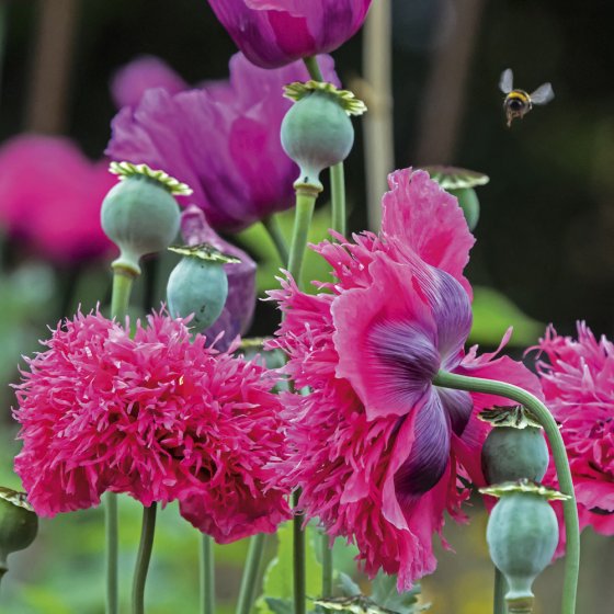 BBC Gardeners World Opium Poppies Card