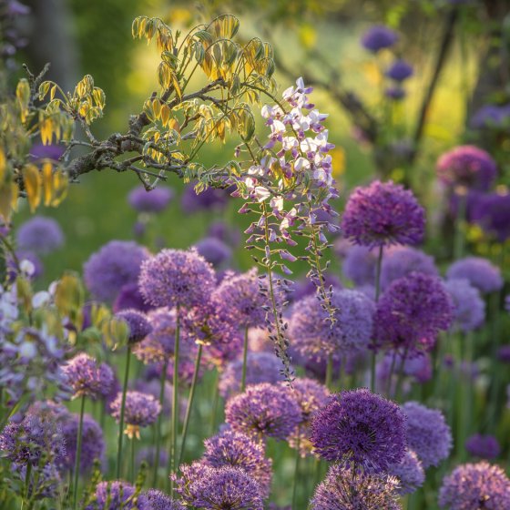 BBC Gardeners World Purple Haze Card