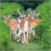 BBC Springwatch Fallow Deer Card