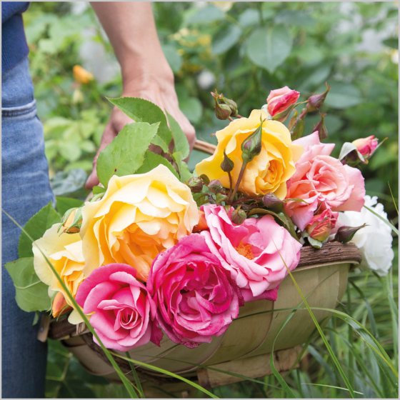 Cut Garden Roses Card