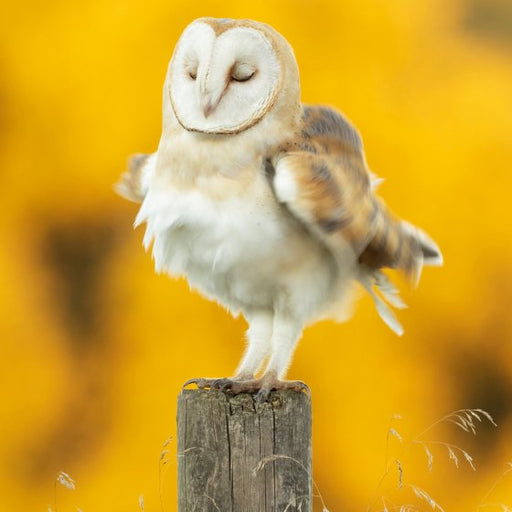 BBC Springwatch Barn Owl Card