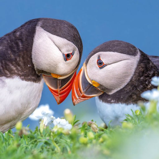 BBC Springwatch Atlantic Puffin Card