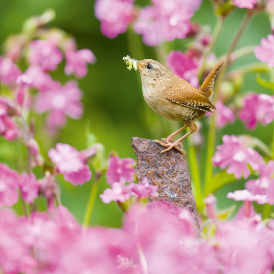 Wren And Red Campion Card