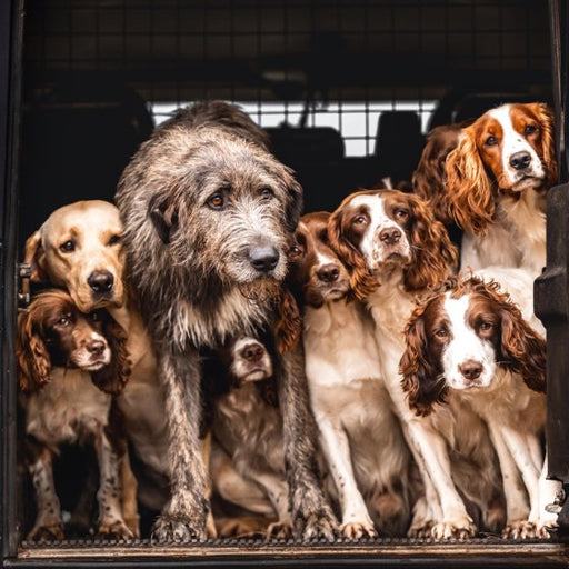 Abacus Irish Wolfhound Labrador and Cocker Spaniels Card