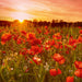 Abacus Poppy Field Bewdley Worcestershire Card