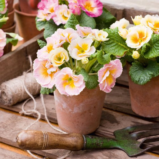 BBC Gardeners World Primula Polyanthus Card