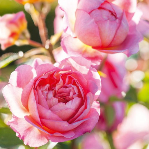 BBC Gardeners World English Shrub Rose Card