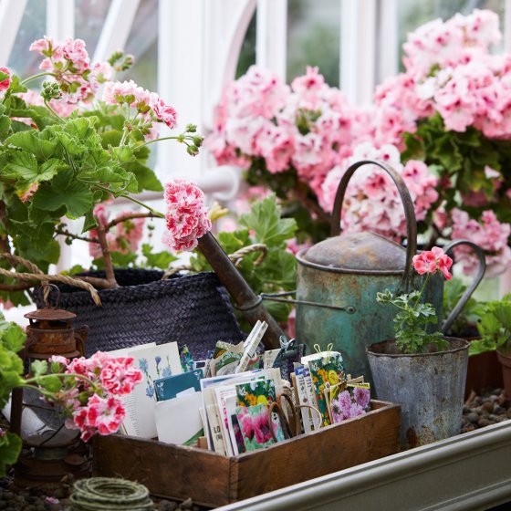 BBC Gardeners World Pelargoniums Card