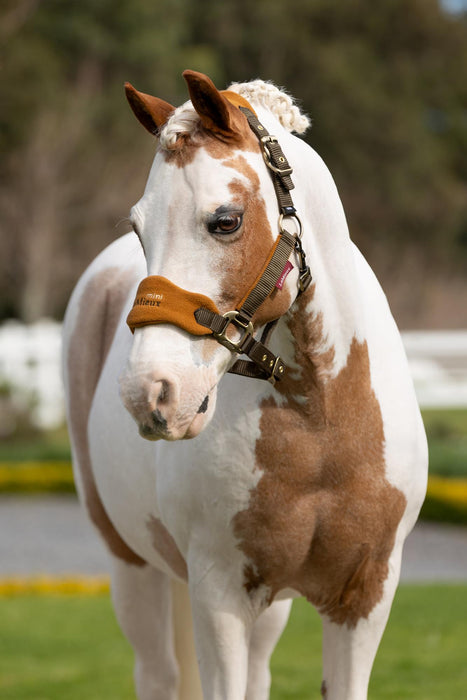 LeMieux Mini Vogue Alpine Headcollar+Leadrope