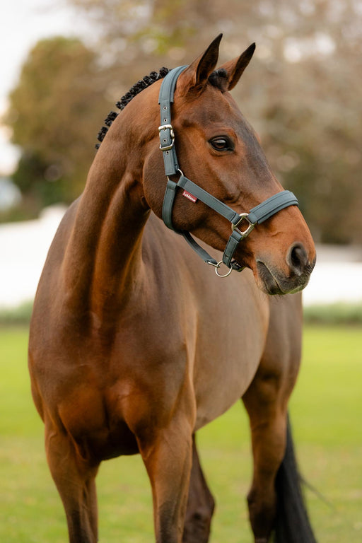 LeMieux Softshell Headcollar Petrol