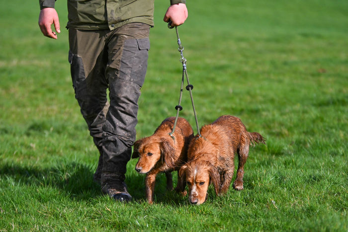 Sporting Saint Leather Brace Set 2 Dog Olive