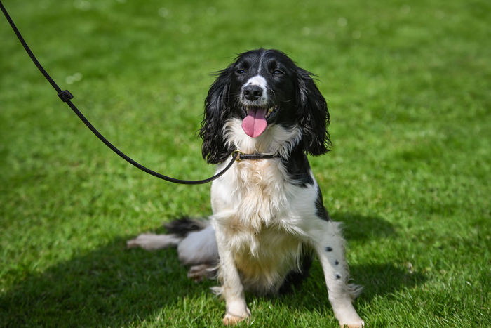 Sporting Saint Leather Slip Lead 14mm X 1.2m