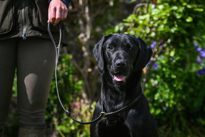 Sporting Saint Leather Slip Lead 14mm X 1.2m