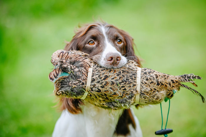 Sporting Saint Hen Pheasant Dummy Pelt Only