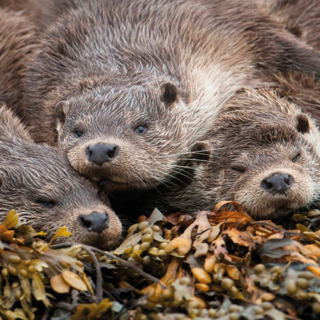 European Otter Card