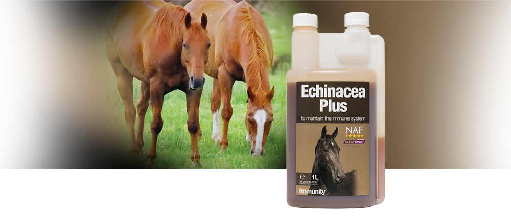 NAF Echinacea Liquid